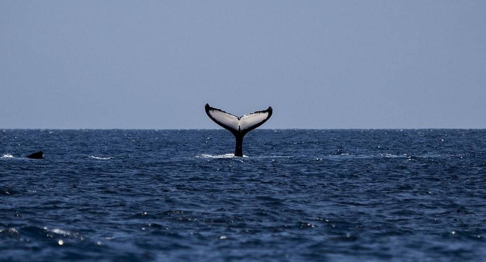 Les stratégies alimentaires des baleines dans leur habitat naturel
